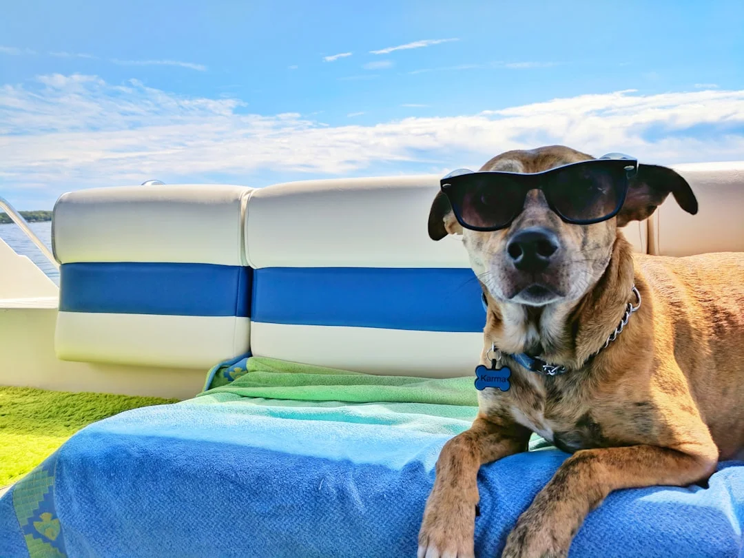 Hond mee naar het pretpark? In deze Nederlandse parken mag het!